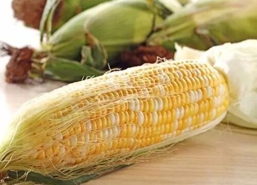玉米没熟透可以吃吗