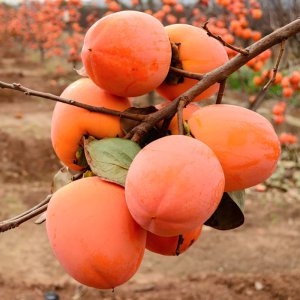 一天吃多少 柿子一天吃几个最好