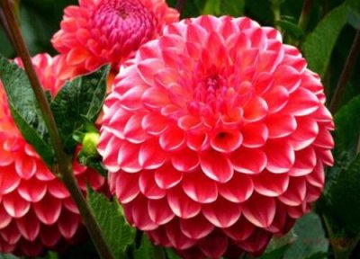 代表欺骗的花 什么花代表谎言与欺骗