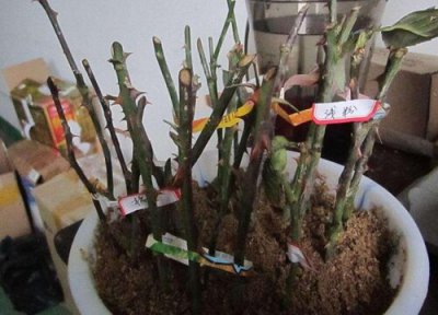处理扦插枝条的两种方法 修剪的枝条如何进行扦插处理