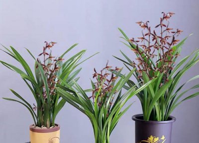 兰花花苞为什么会枯萎 兰花的花苞没开放就掉落的原因