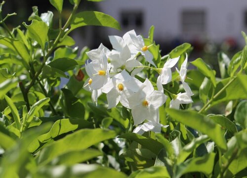 茉莉喜阴还是喜阳光的植物