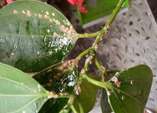 花卉养护中常见虫害的治疗办法