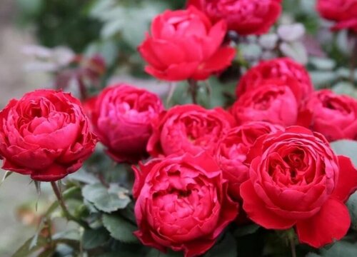 月季什么时候开花