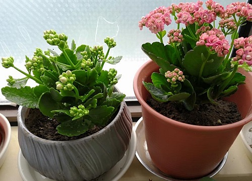 春节期间开花的花卉