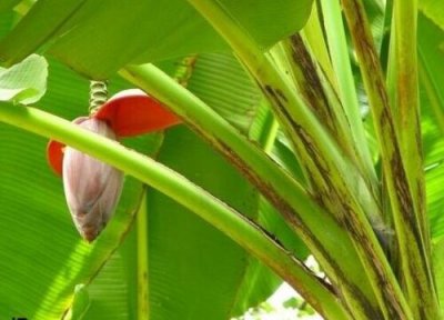 芭蕉多久成熟 从开花到成熟要几个月