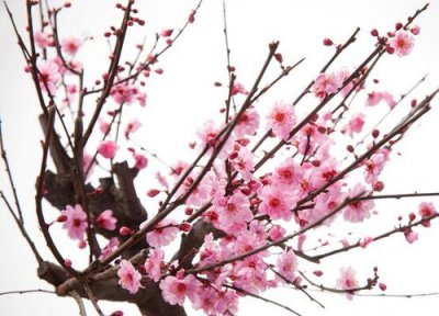 代表君子的花 花中君子的花是什么花