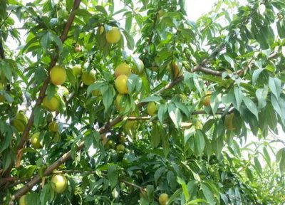 桃树风水作用 种桃树的风水禁忌