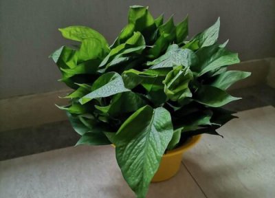 红陶盆栽什么植物好 红陶盆适合种什么植物