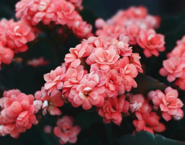 爱到极致是互相折磨吗