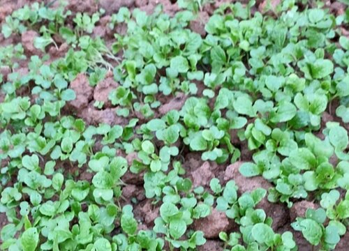 油菜的功效与作用
