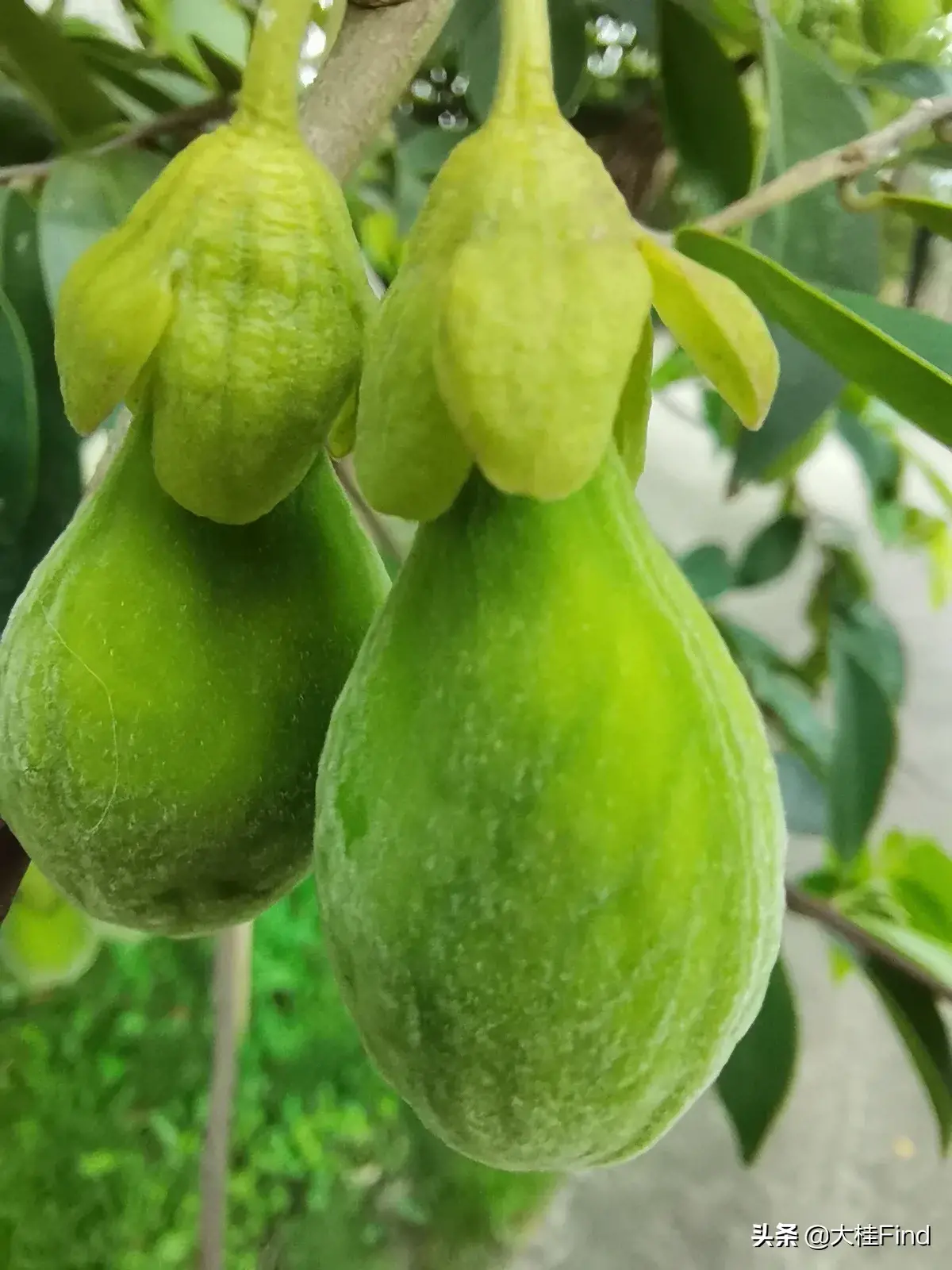 沉香果的功效与作用及食用方法
