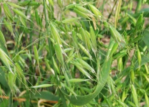 燕麦是什么植物