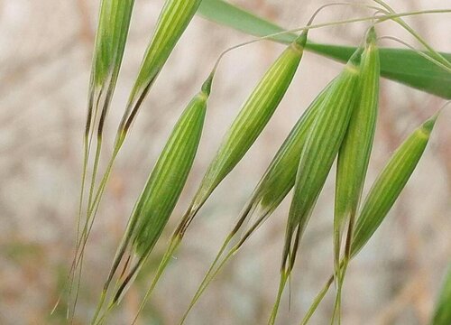 燕麦是什么植物
