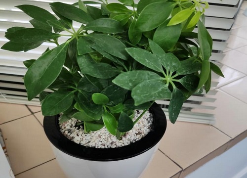 鸭掌木好养吗