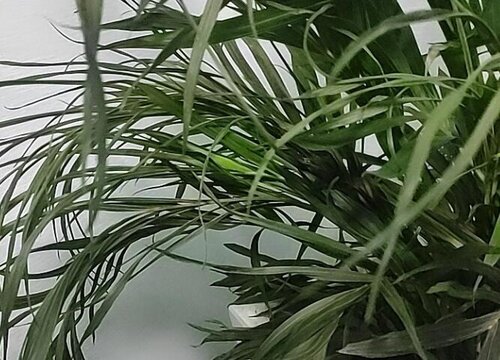 散尾葵多长时间浇一次水