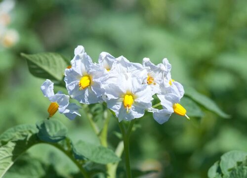 马铃薯会开花吗