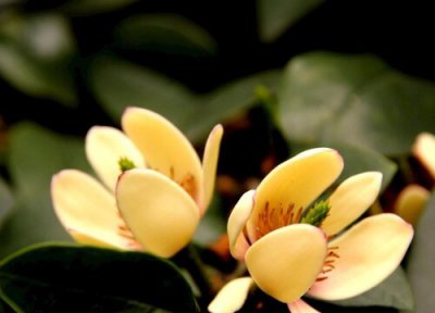 含笑花有毒吗 含笑花是否有毒