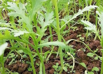 茼蒿菜种植条件 茼蒿菜的种植方法和时间