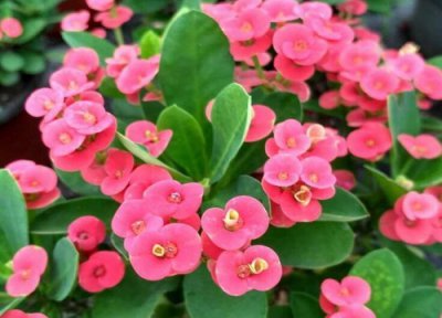 刺梅花有毒吗 刺梅花是否有毒