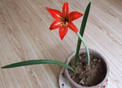 大头兰生长习性 大头兰的养殖方法和注意事项有哪些