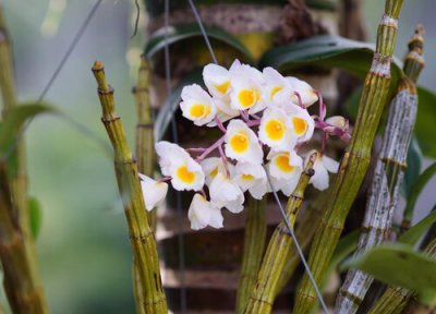 兰花的开花过程 兰花的花苞形成的全过程