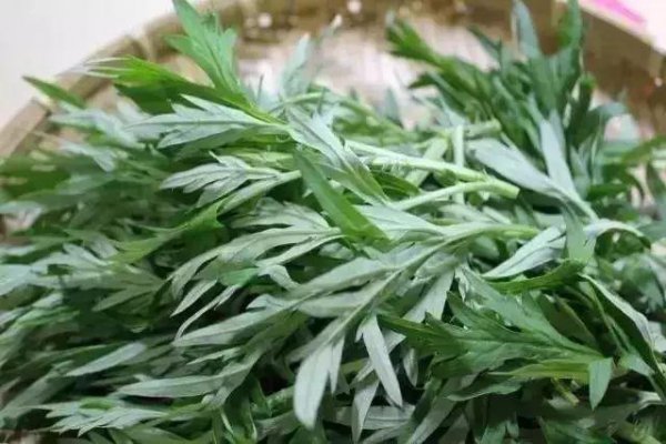 艾叶草的功效与作用