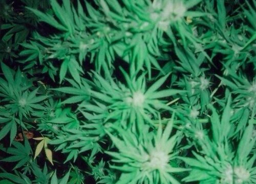 麻叶的功效与作用