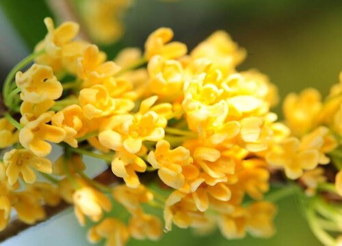 桂花树可以浇啤酒吗