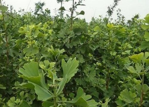 银杏树的品质和精神