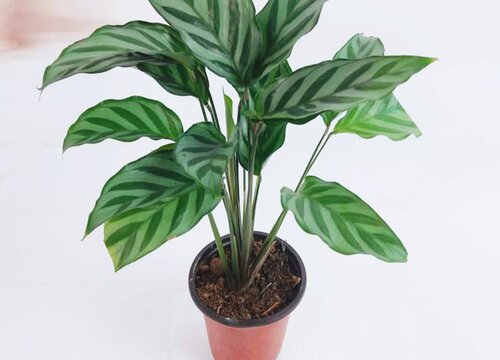 翠叶竹芋可以水培吗