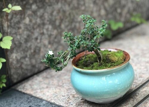 中国十大盆景排名