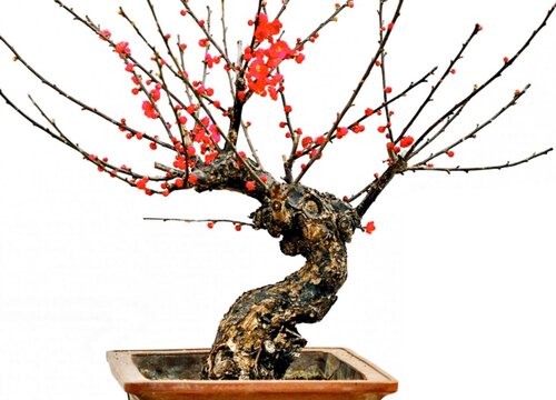 中国十大盆景排名