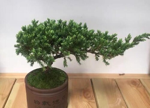 中国十大盆景排名