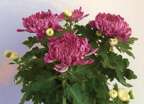 菊花催花时间和方法
