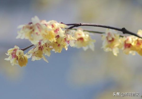 梅花十大稀有品种