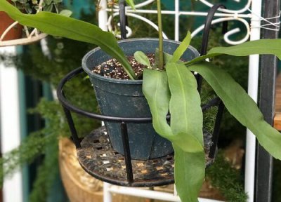 昙花修剪方法 昙花怎样修剪枝叶