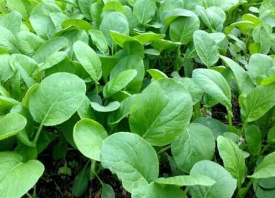 南方油菜播种时间 南方油菜什么时候播种合适