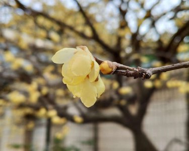 梅花十大稀有品种 梅花十大稀有品种介绍