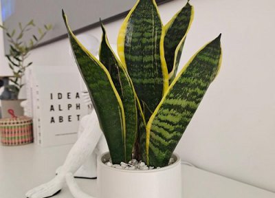 虎皮兰冬眠吗 虎皮兰如何顺利度过休眠期