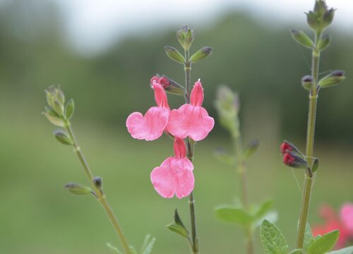 鼠尾草怎么醒花