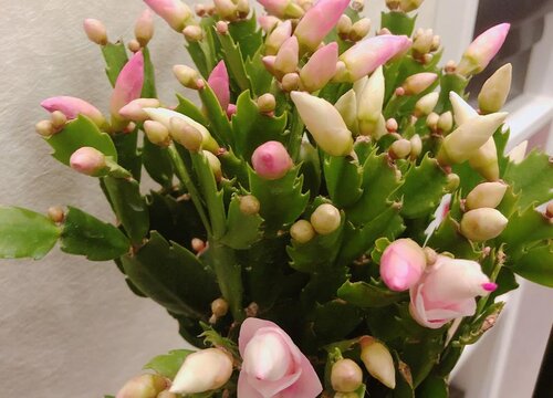 蟹爪兰为什么不开花