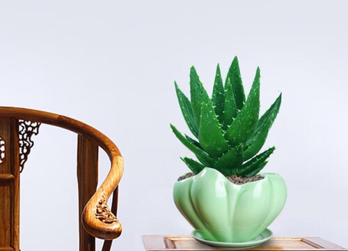 陶瓷花盆适合种什么植物