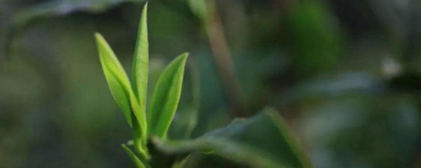 阳羡雪芽特点