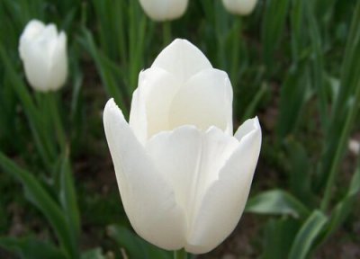 代表纯洁的爱的花 表示纯洁的爱情的花