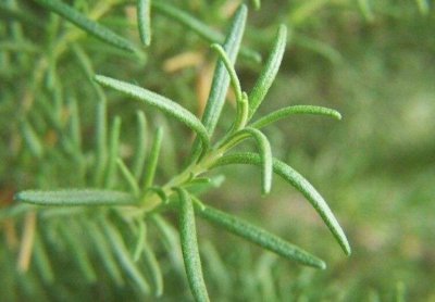 迷迭香的功效和作用 迷迭香茶叶的副作用