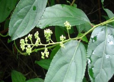 黄藤素是什么植物 属于什么科植物