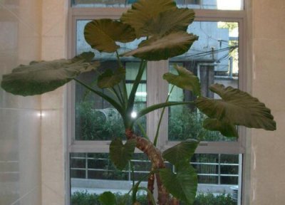 不可以养在室内的植物 不能够放在室内养护的植物