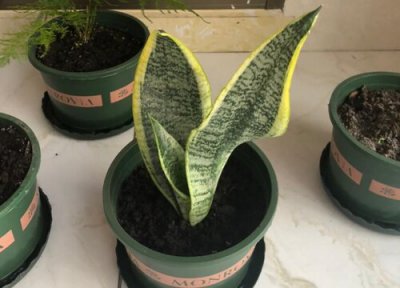 虎皮兰不长侧芽的处理方法 用田园土养虎皮兰容易爆侧芽是为什么呢