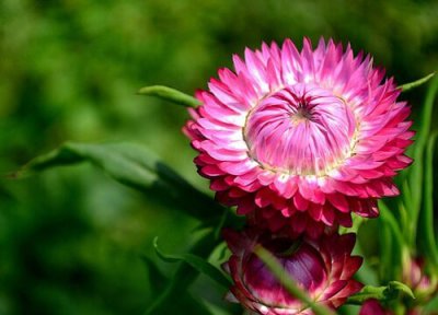 麦秆菊花语 麦秆菊的花语和寓意